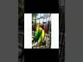 BURUNG LOVE BIRD GOYANG DANGDUT JARAN GOYANG LUCU