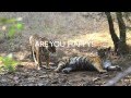 TIGER MATING IN RANTHAMBHORE- PHOTOGRAPH BY BA MAHIPALA