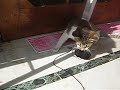 Kitten playing with a ball of wool