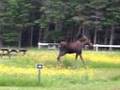 Shallow Bay Moose