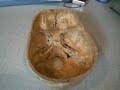 cours anatomie