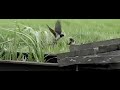 Boeren Zwaluw Dubbele voerbeurt Boeren Zwaluw Dubbele voerbeurt