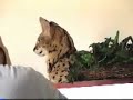 Meet A Serval Pt 2 of 3