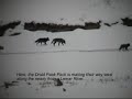 Yellowstone Druid Wolves I