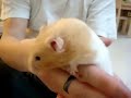 Hamster with him