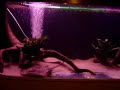 Aquarium update Aquarium update