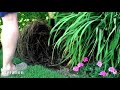 Soil Aeration and Organic Fertilizers - Flower Gardening Soil Aeration and Organic Fertilizers - Flower Gardening