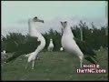 animales bailando