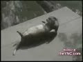 animales bailando