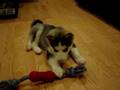 Jack and his new chew toy