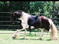 American Gypsy Horses for Sale - May 2008 American Gypsy Horses for Sale - May 2008
