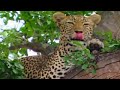 Leopards of Sabi Sand Game Reserve 1 of 3