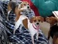 Beagles Chase