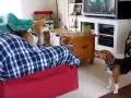 Beagles Chase