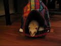 Les Furets D�glingu�s - Frimouss Bigdil