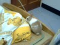 兔子舞~