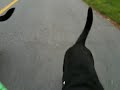 Morning Java and Moki walk