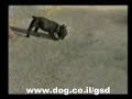 French bulldog - he realy wants to work, French bulldog - he realy wants to work,
