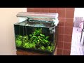 Meu primeiro aquário nano plantado! 