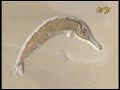 Evolutionisten Verstecken Fossilen - Doku Evolutionisten Verstecken Fossilen - Doku