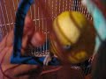 cocoriti