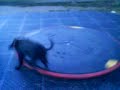 stupid staffy stupid staffy