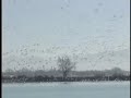 Snow Goose Festival