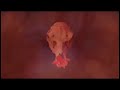Mothlite - The Flax of Reverie