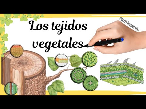 Los TEJIDOS VEGETALES