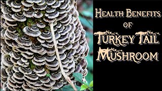 Health Benefits of Turkey Tail Mushroom