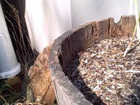 how to fertilize asparagus fern
