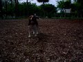 Phyto the beagle in \"Phyto Howling\"