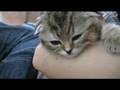 マッサージで眠る子猫 / 〜kitty series〜 sleeping with massage / 在按摩中睡着的小猫