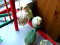 Playful Lovebird Babies