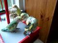 Playful Lovebird Babies