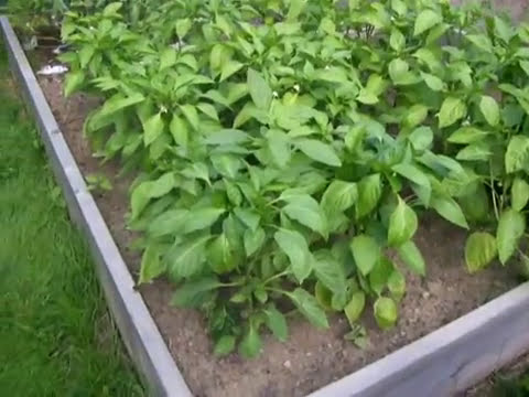 how to cure blossom end rot in zucchini
