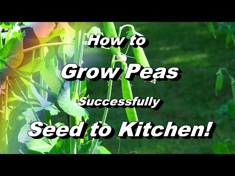 how to grow sugar snap peas on a trellis