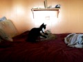 Kitten Fight
