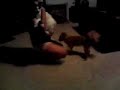 Capernicus Attacks 3 of 4 long haired chiwawa dog vs cat