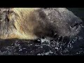 HD: Grizzly Bears' Fancy Footwork - Nature's Great Events: The Great Salmon Run - BBC One