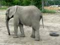 funny elephant