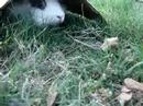 My bunny playing outside