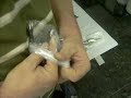 Biossegurança na embalagem da maquina e clip cord