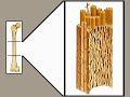Pathology - The structure of bone
