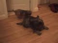 Fraggle the Cairn meets Molly the Cairn Fraggle the Cairn meets Molly the Cairn