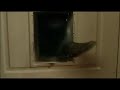 Home Alone Cursing