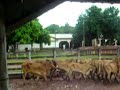 Pra quem não conhece !! Variação de pelagem com 60 anos de seleção em Plantel fechado na FAZ. Havai, Pantanal da Nhecolândia.
