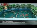 KOI FOR SALE / KOI SUPPLIES / JAPANESE KOI FISH / UTSURI / GINRIN / GIN RIN