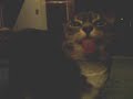 ILikU - Tubby Tabby Seeks Love