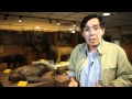 Why you should care about Singapore’s natural history